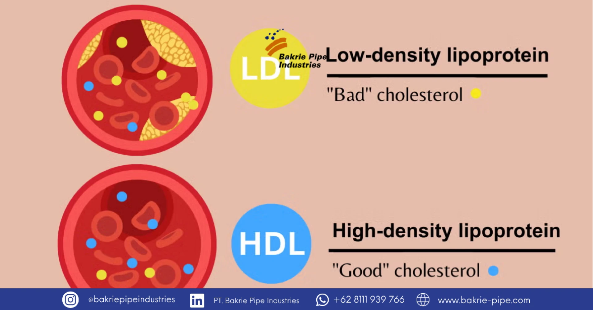 Tips to Maintain Healthy Cholesterol for a Better Quality of Life